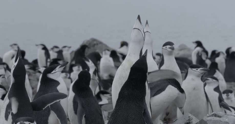 A loud penguin colony