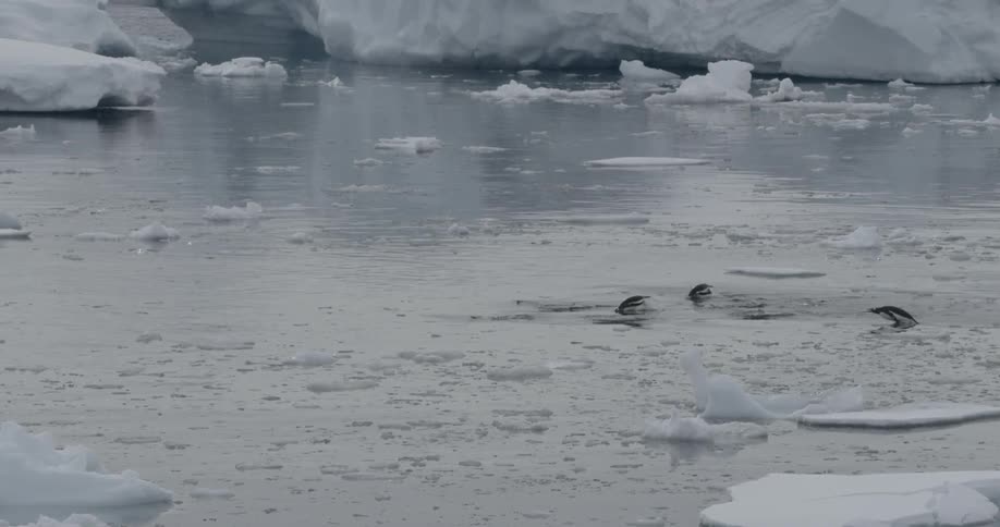 Penguins swimming and dancing through the water