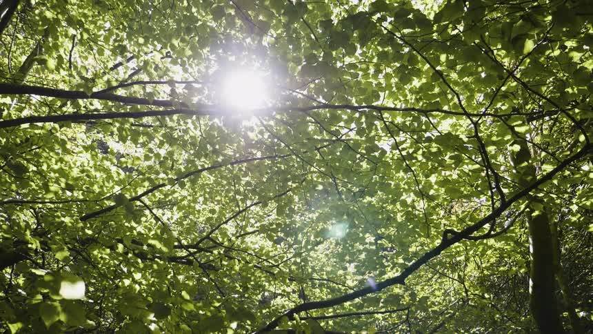 The trees are full of leaves blocking the sun