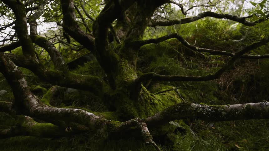 A large tree has many green pointy branches