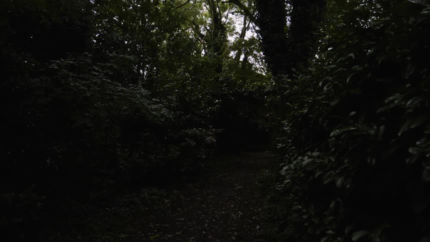 Leafy trees in the forest
