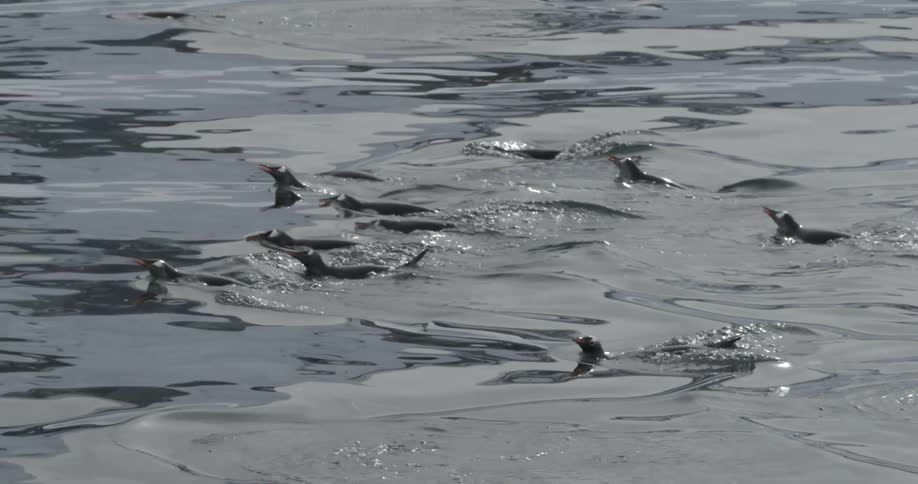 A large group of penguins are swimming in glassy smooth water