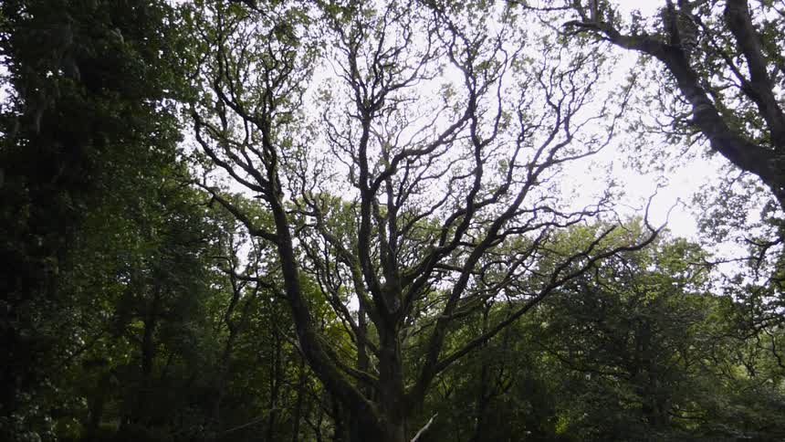 The leaves on a trees in a forest trembling in the wind during the day