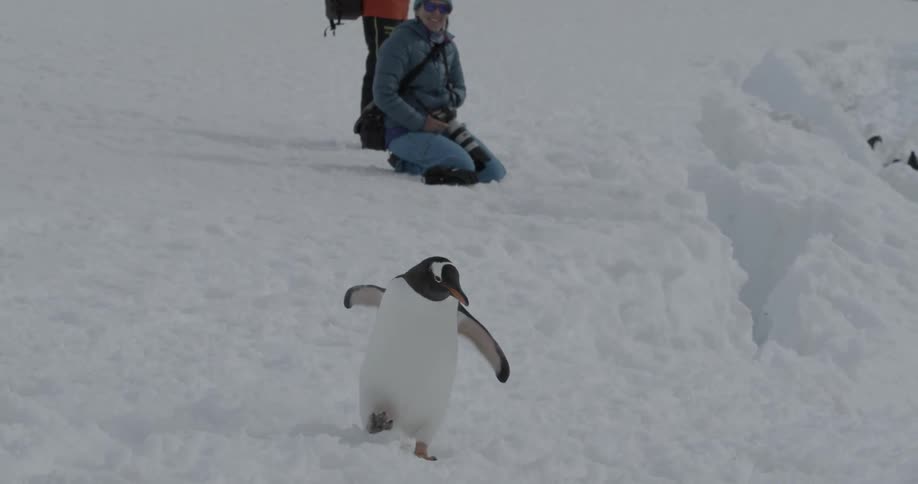 Two people watching a penguin walk in the snow