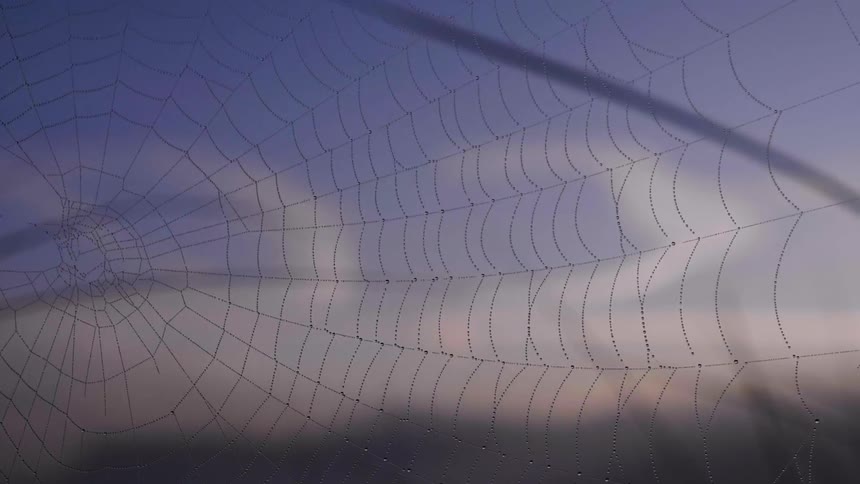 A spider web waves in the breeze at dawn
