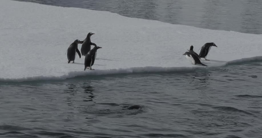 Penguins jump out of water onto ice sheet