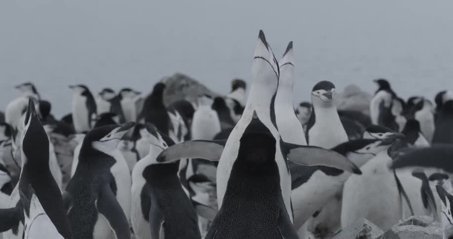 A flock of Chinstrap Penguins standing around outside