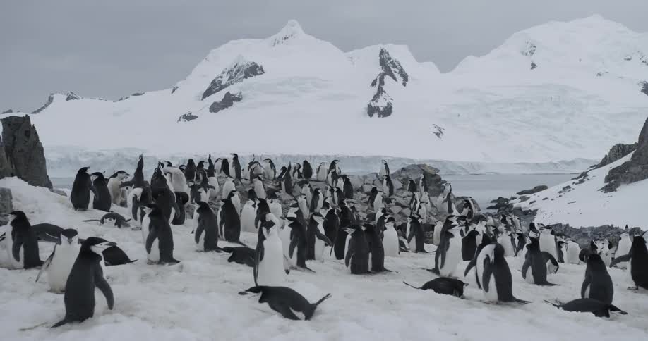 A flock of penguins on the ice with large mountains behind