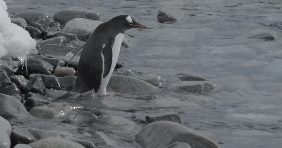 A penguin shaking its head in a rocky beach