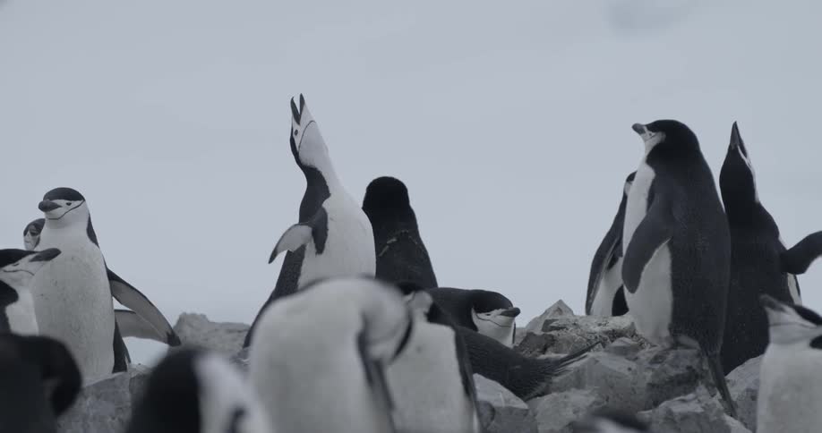 A penguin cries out in a colony for its mate
