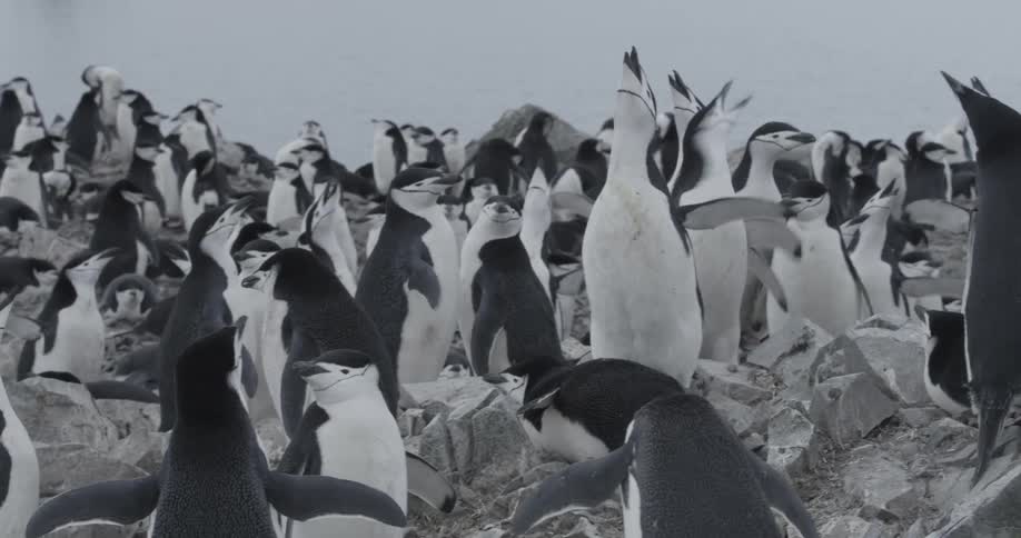 Large group of Chinstrap Penguins standing on rocks and squawking