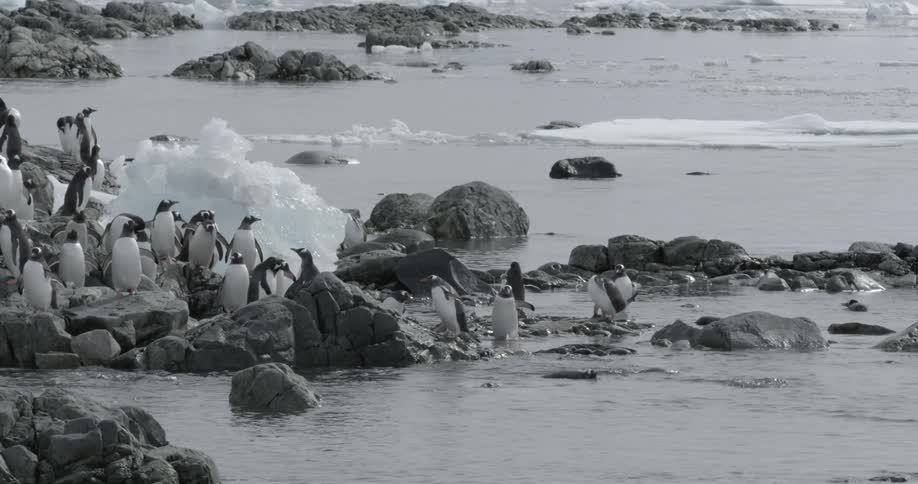 Penguins moving around the rocky shoreline in Antarctica