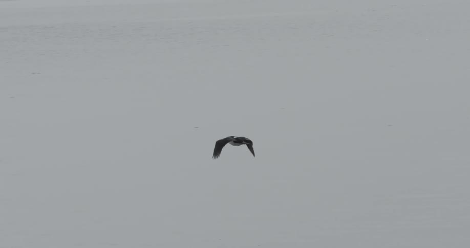 Large bird flying over a large body of water (slow motion)