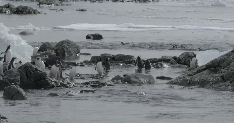 A busy scene with Penguins walking, swimming, and standing