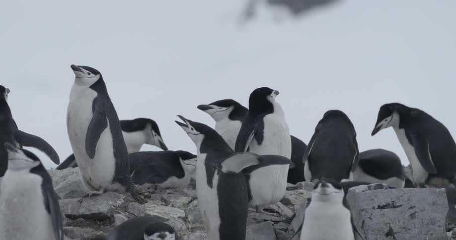 Camera pans across large chinstrap penguin colony