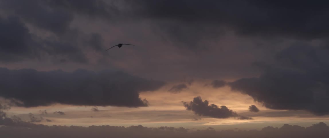 Bird soaring over the ocean at sunset with colorful clouds