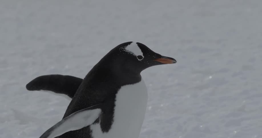 A penguin waddling and stumbling over the sparkling snow