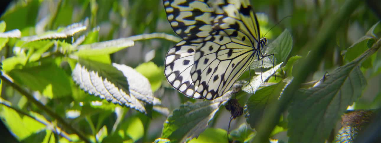 Butterfly on a leaf flapping its wings