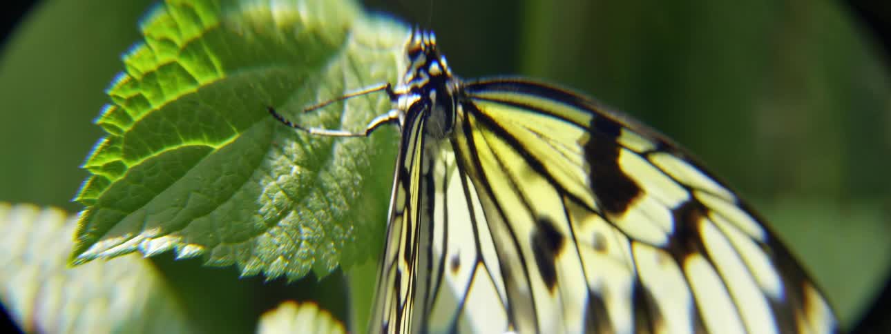 Close up of a butterfly perched on a leaf