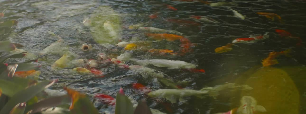 The pond is full of fish swimming around