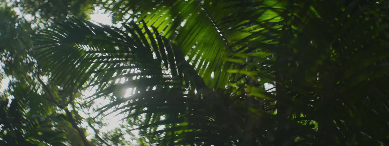 The fronds of palm trees blow in the breeze on a sunny day