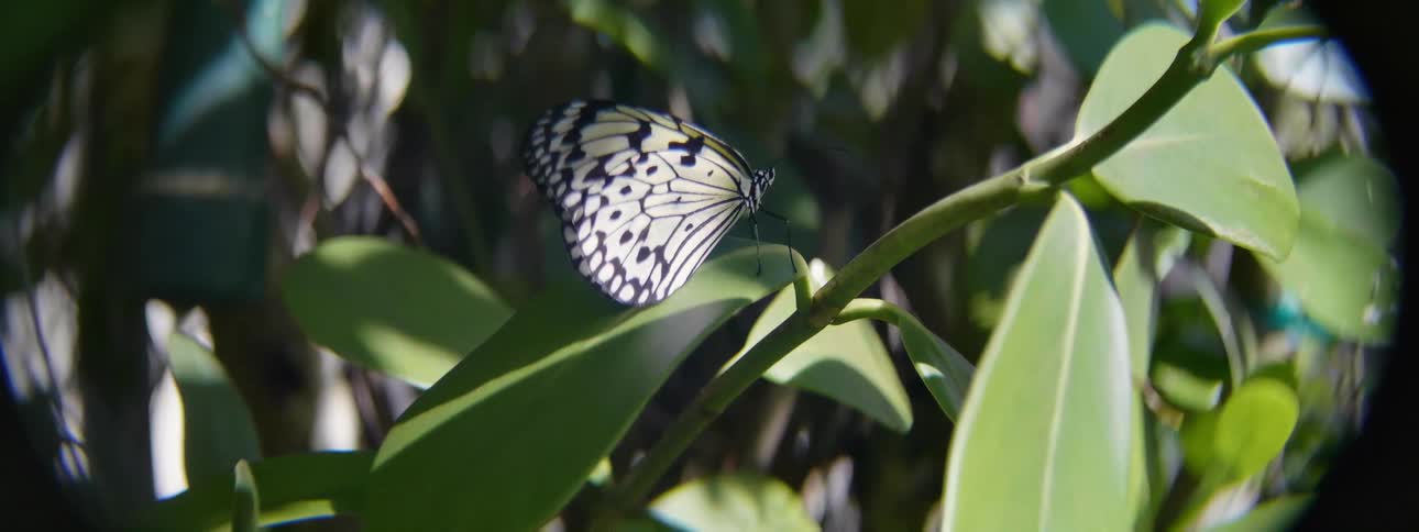 Butterfly perched on a leaf