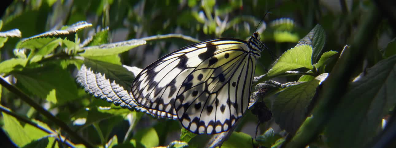 Butterfly perched on a leaf