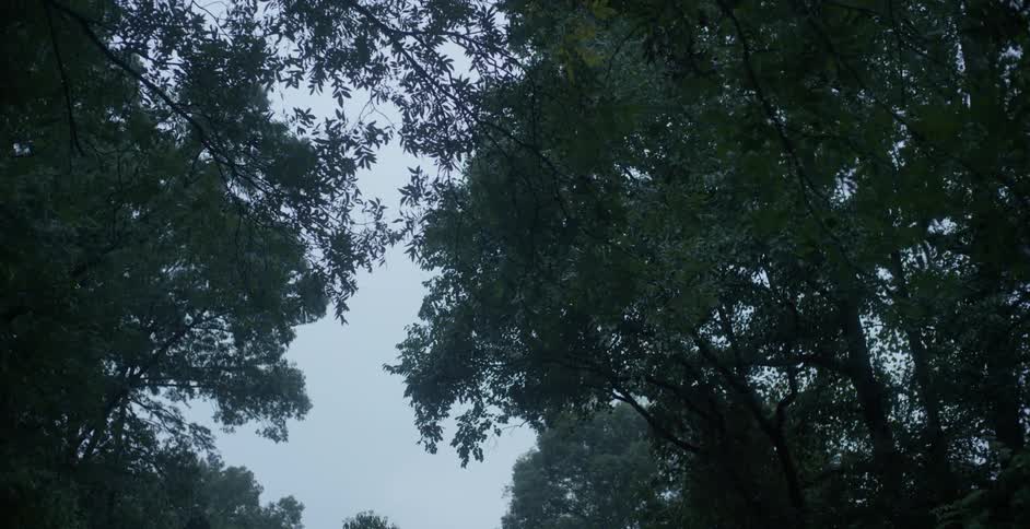 Tree branches and leaves against a cloudy sky