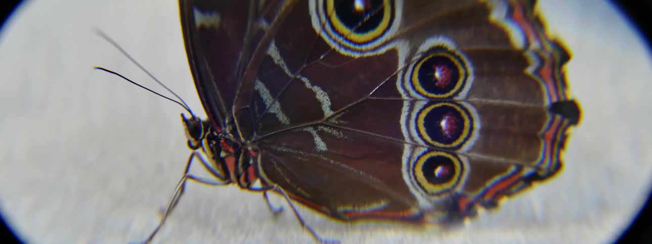 A colorful butterfly is on the ground