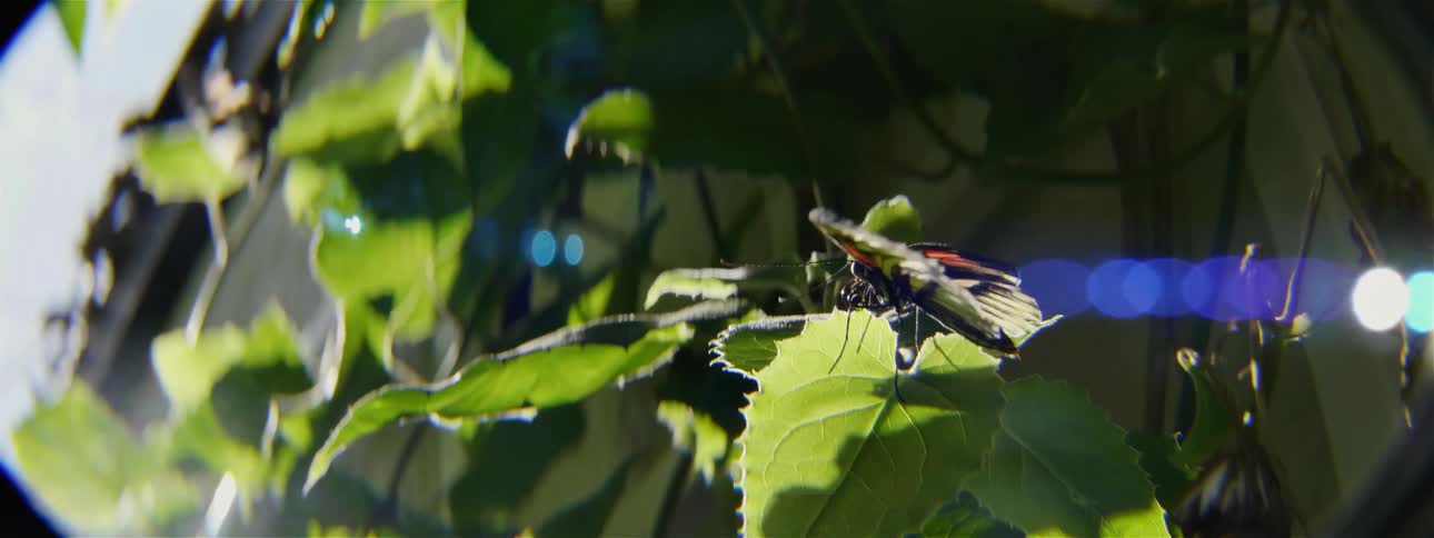Butterfly flapping its wings