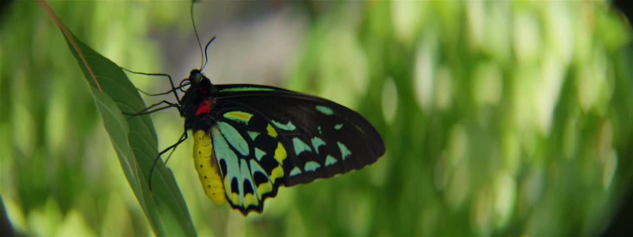 A colorful butterfly is on a leaf
