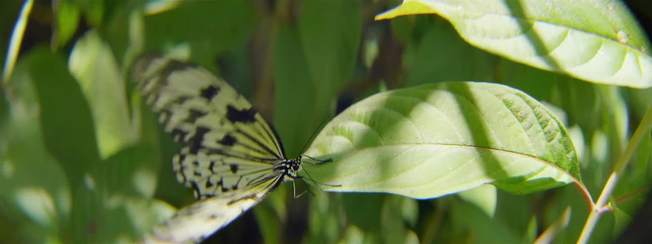 Butterfly landing on a leaf