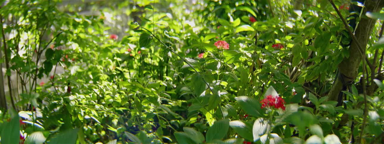 Butterflies soaring over flowers
