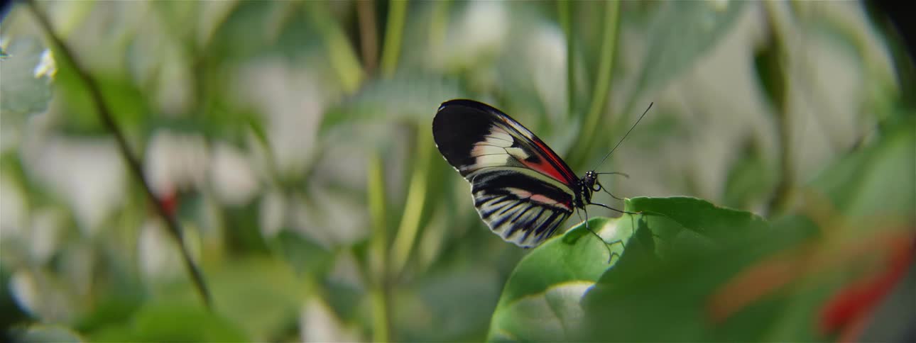 Butterfly perched on a leaf