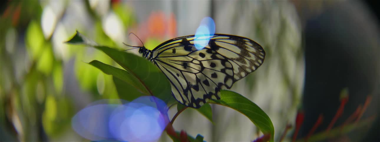 A butterfly moves around on the branch