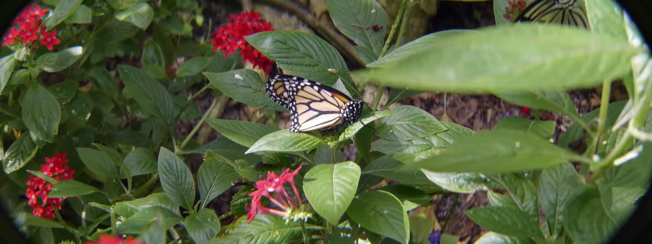 A butterfly stands on a leaf and flaps its wings