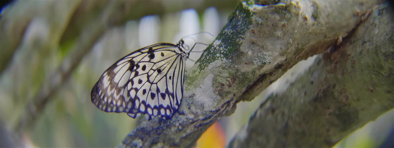 A butterfly flaps its wings on the tree branch