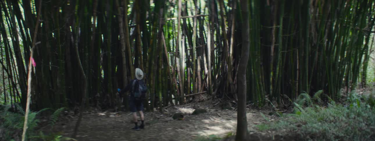 An older man hiking on a trail past a tall stand of bamboo stops to look up at them