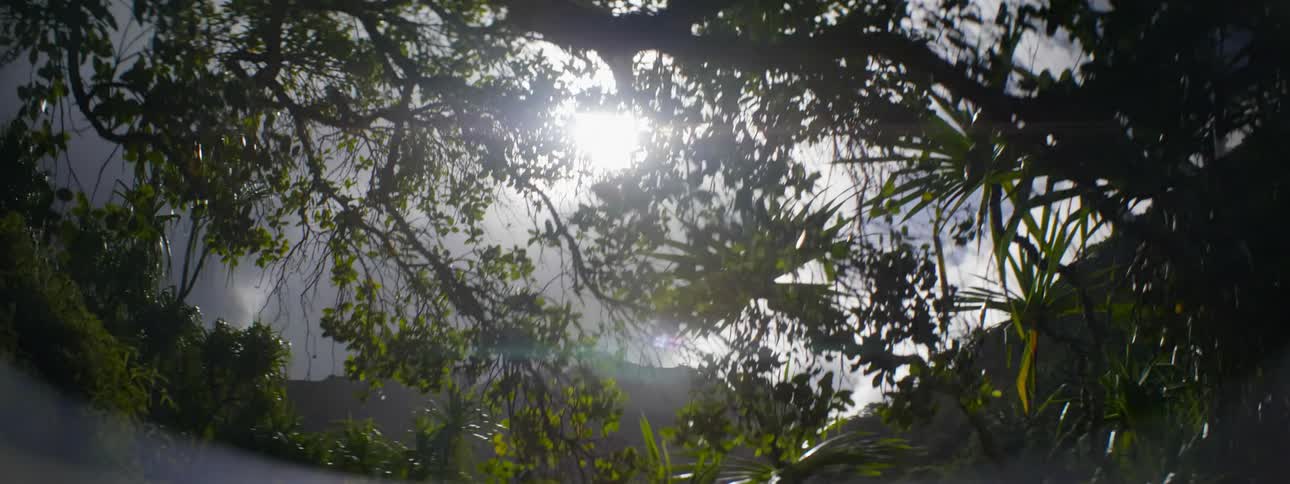 Sun shining through the trees