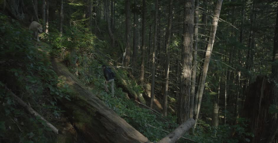 Man and dog hiking in a forest
