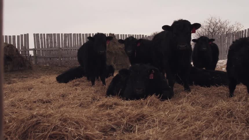 Cattle lying and standing in a pen filled with hay