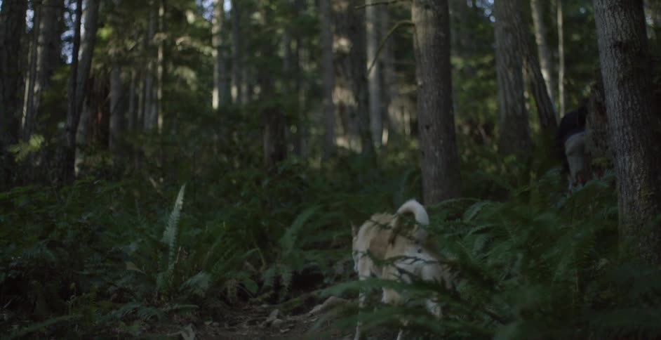Man and dog walking through a thick forest
