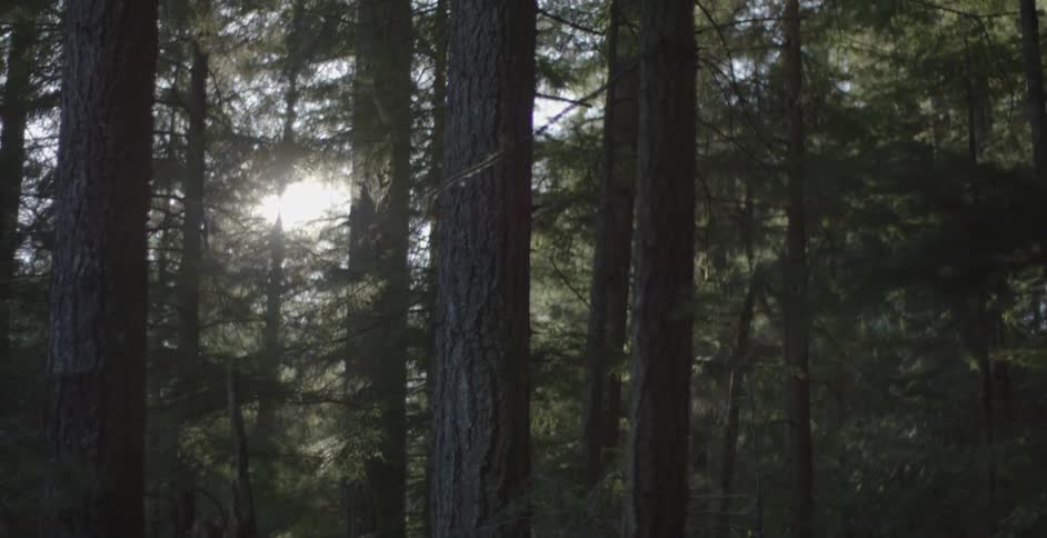 Sun shining through trees in a forest