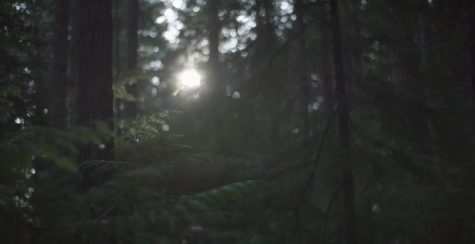 Sun shining through forest trees