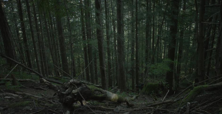 Man and dog hiking in a forest