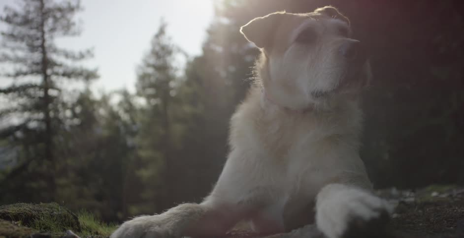 Dog resting on the ground in front of a forest