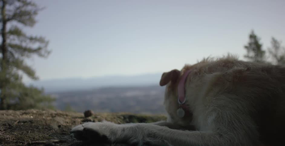 A dog lays his head down on a forest ledge