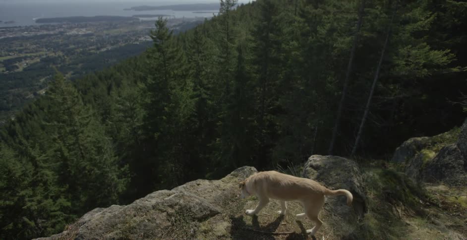 A dog walks along a cliff edge above a thick forest