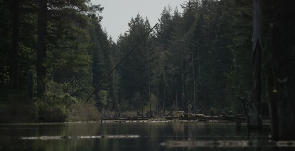 A man and his dog walking along the side of a lake