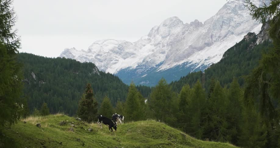 Cattle grazing on a mountain top